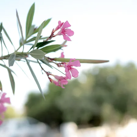 Divelia Bed & Breakfast 4*