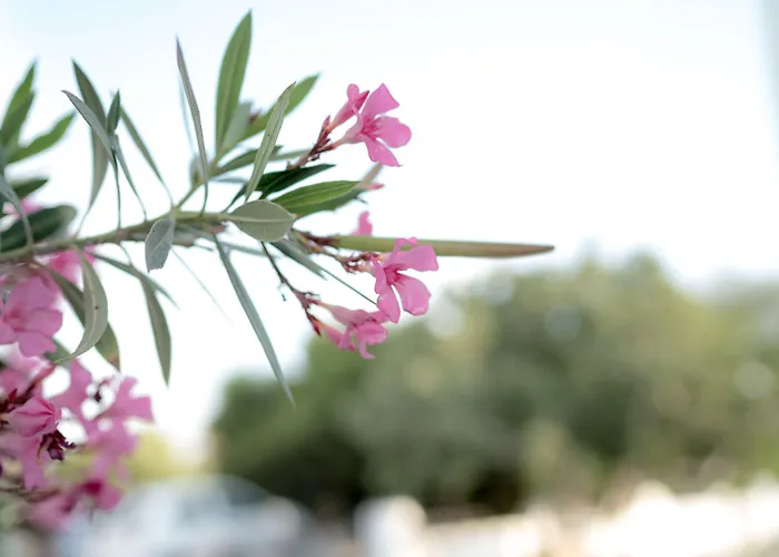 Divelia Frühstückspension 4*